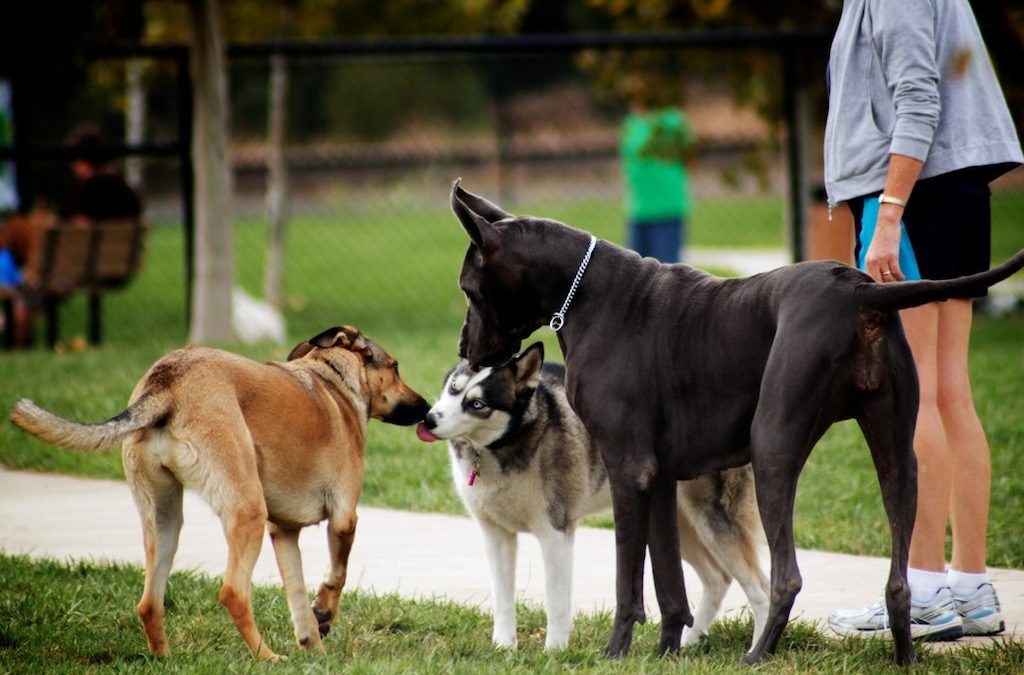 Top 5 Off-Leash Parks in Toronto