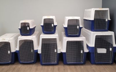 What Size Pet Carrier Do I Need for Air Travel?