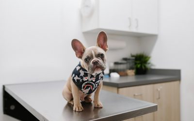 How to Find a Vet When Moving to a New City (or Country) With Your Pet
