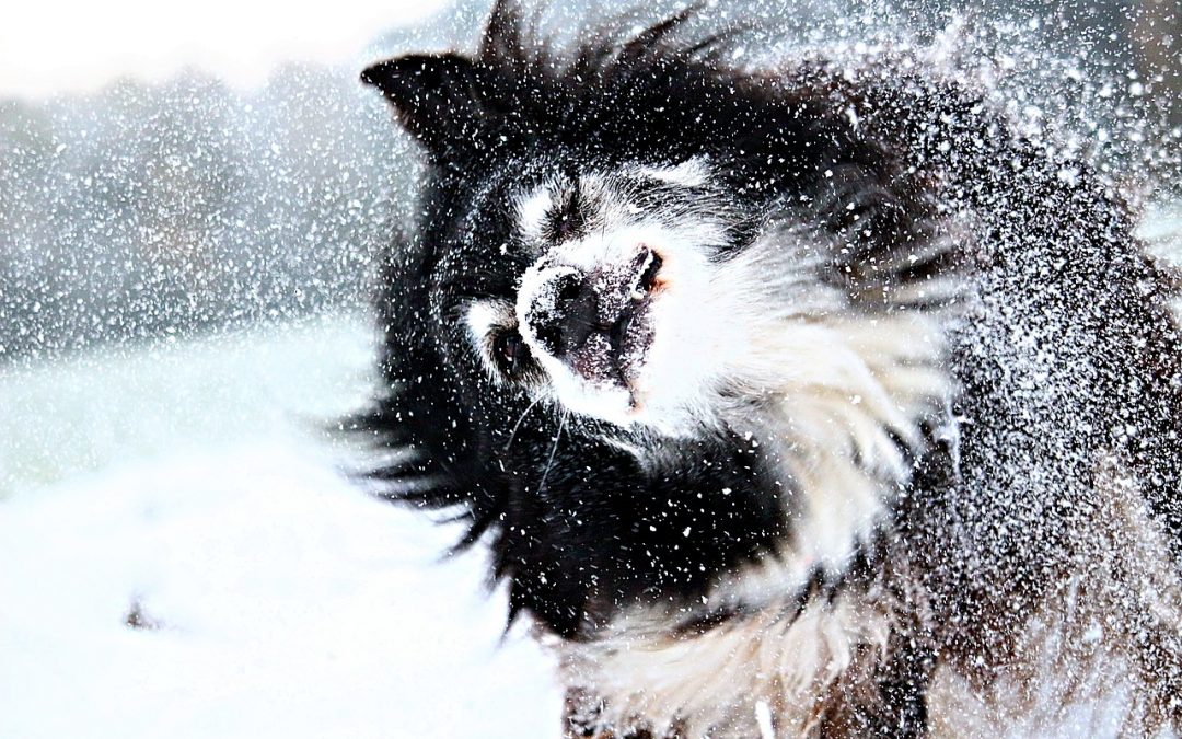 Winter Travel: How To Keep Your Pets Warm