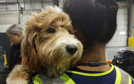 Pets On A Plane: The Problem With Smuggling Animals Onboard