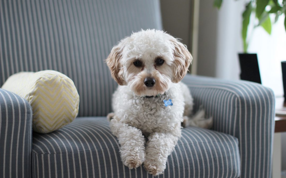 5 Tips for Selling a Home With Dogs