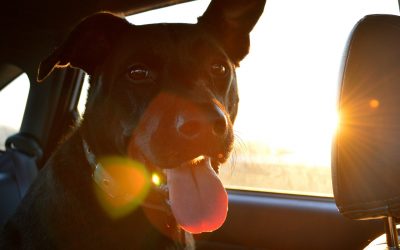 Changes in Dog Behaviour when Traveling