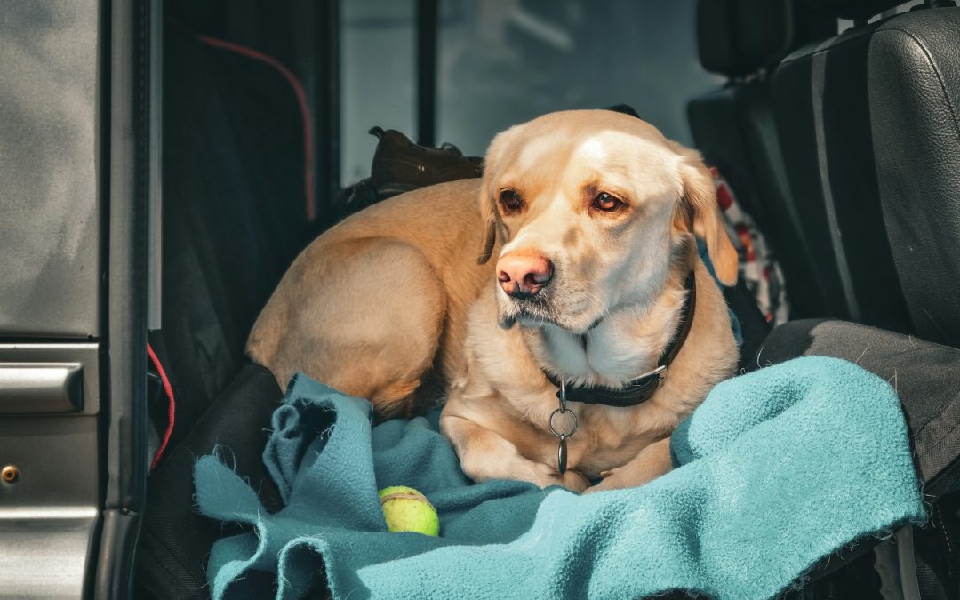 Animal Wellness Magazine