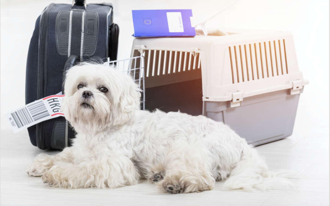 Comforting Your Pet During Travel
