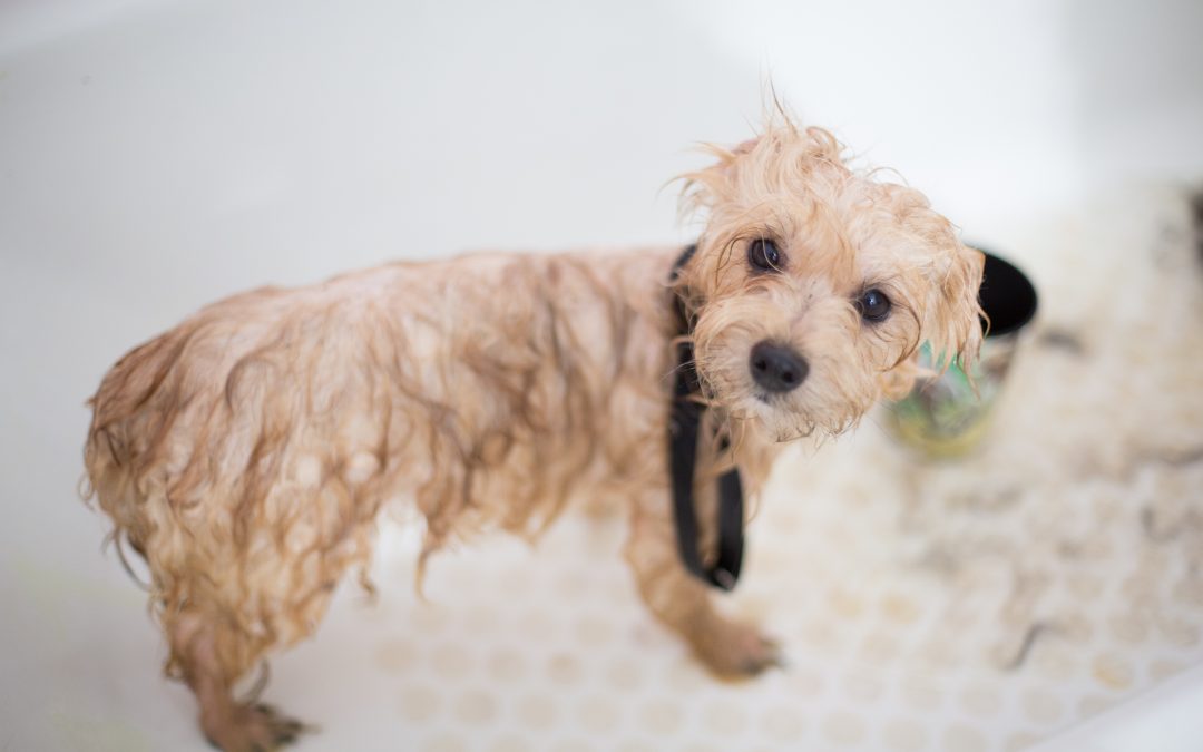 How Often Should You Bathe Your Pet?