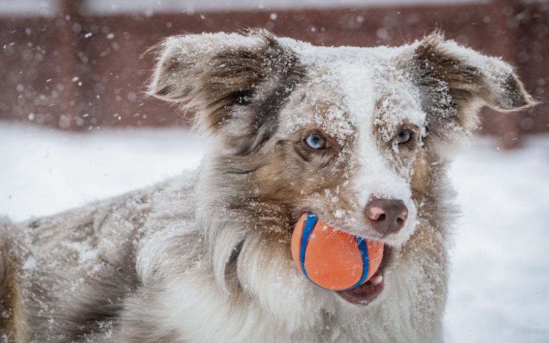 Exercising Your Dog Through the Colder Months