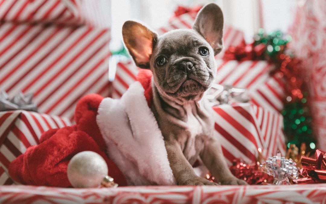 Why You Shouldn’t Buy Animals as Presents
