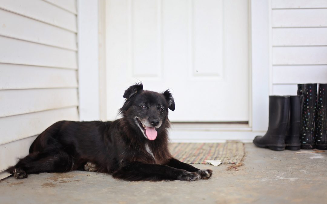 How Do Companion Animals Fit Into Your Household?