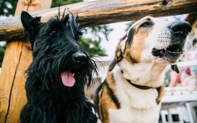 Things to Consider When Picking the Right Pet Relocation Company