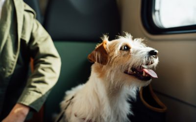 Travelling with a Pet During COVID-19? Here’s What You Should Know