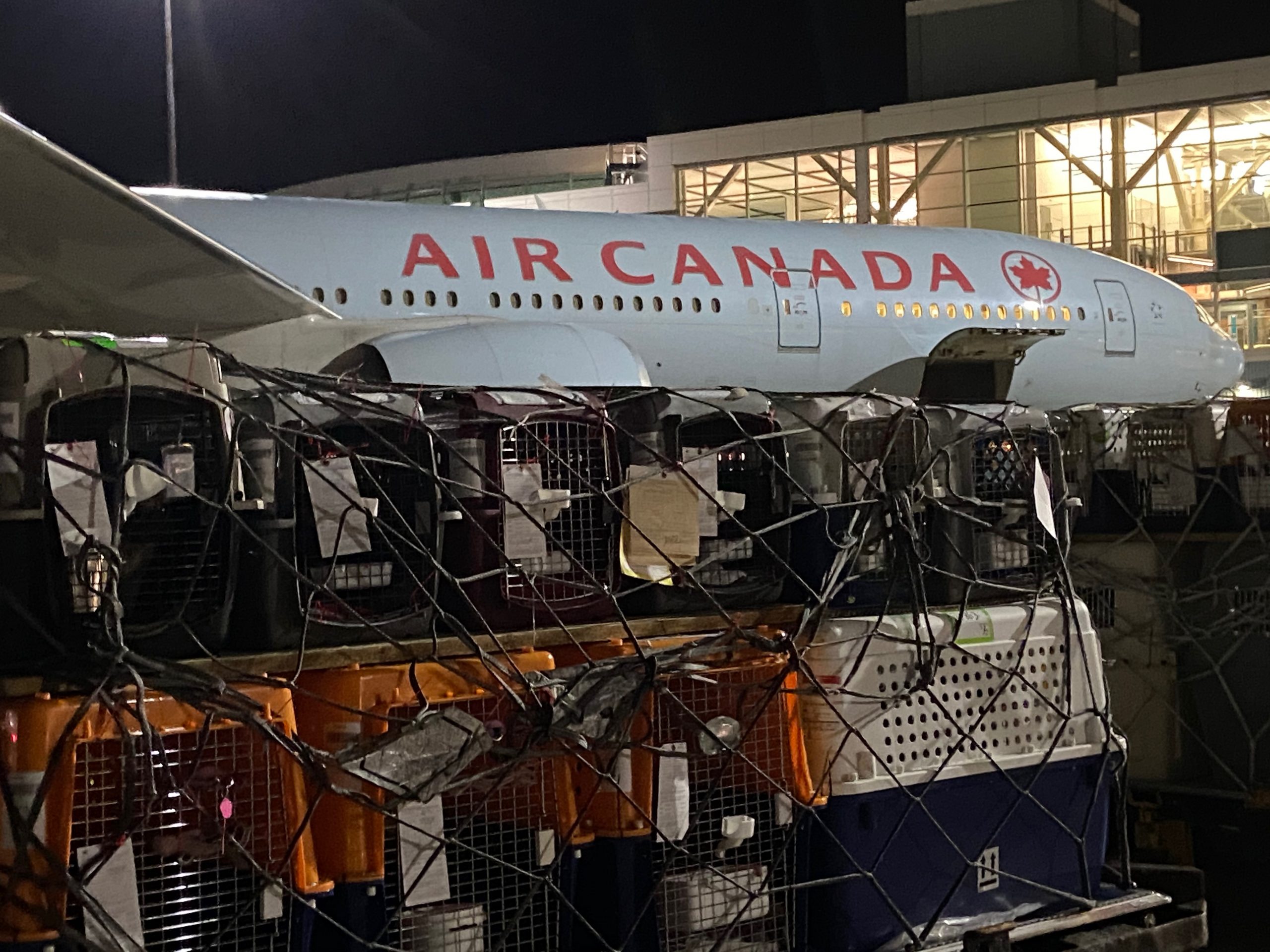 a collage of the many pets that were on one of Worldwide Animal Travel's Australia charter flights