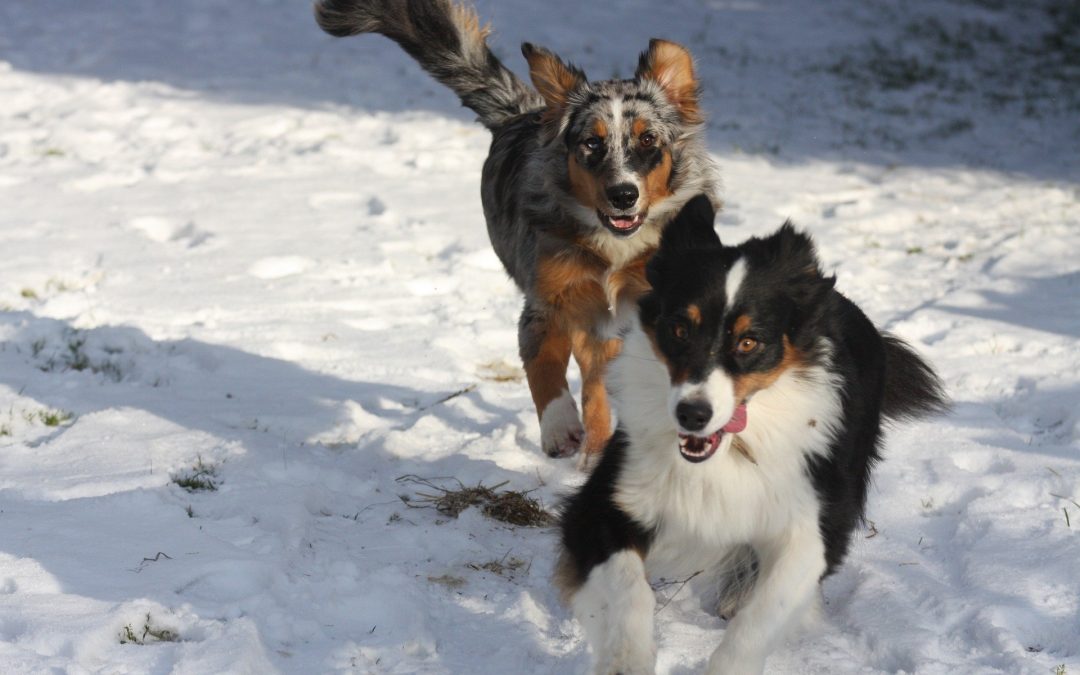Snowbirds or Snowpets? How to Transition Your Pet from Cold to Warm Weather