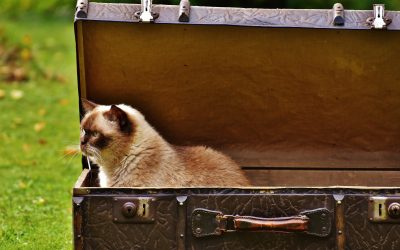 What’s in Store for Pet Travel in 2022?