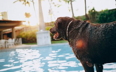 A Guide to Pet-friendly Hotels and Travel (2026 Edition)