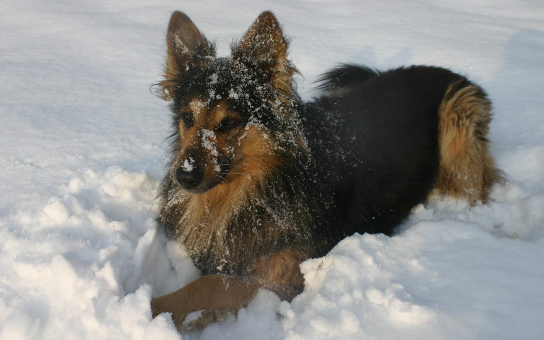 How To Keep Your Pet Healthy Through the Winter Season