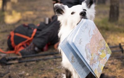 Top Pet-Friendly Destinations Around the World: Where Your Pets Are Truly Welcome
