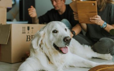 Vancouver Animal Travel Specialists: How We Make Pet Relocation Safe and Stress-Free