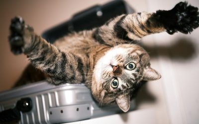 Pet Travel Trends and Tips for Traveling with Pets Internationally