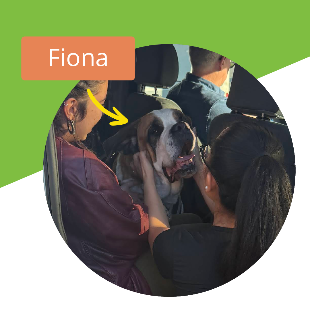 Pet owner with two dogs after moving to London, UK