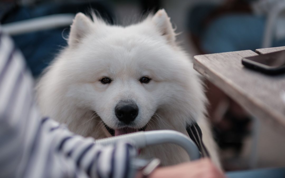 Protected: The Ultimate Guide to Dog-Friendly Hotels, Cafés & Restaurants in Europe