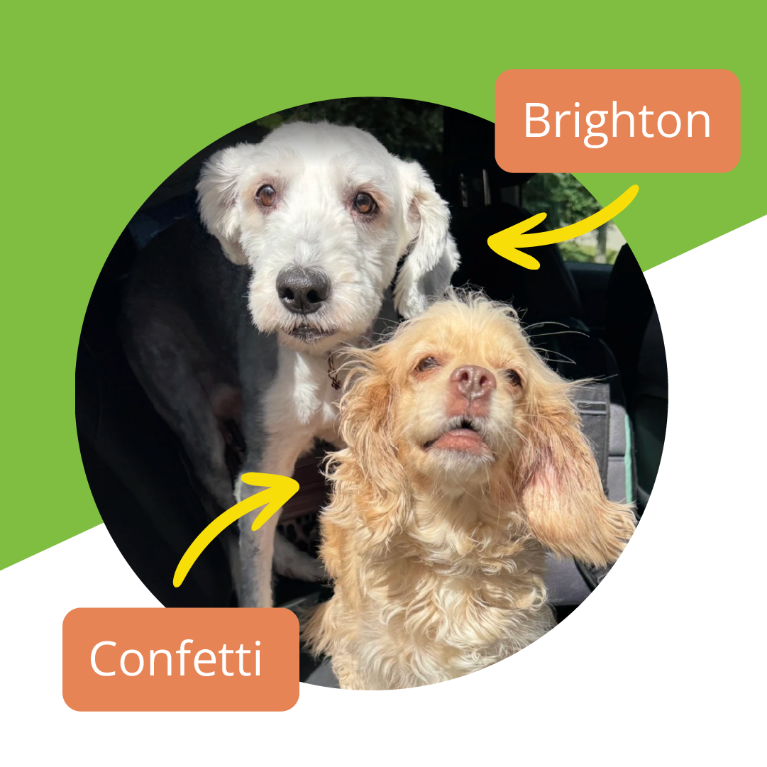 Pet owner with two dogs after moving to London, UK