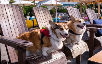 How to Travel with Your Pet in Hot Weather (Safety Tips for Air Travel)